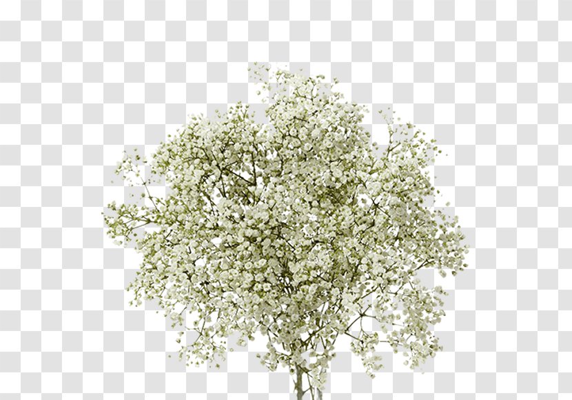 Baby's-breath Twig Plant Shrub MILLIONSTAR - Gypsophilia Transparent PNG