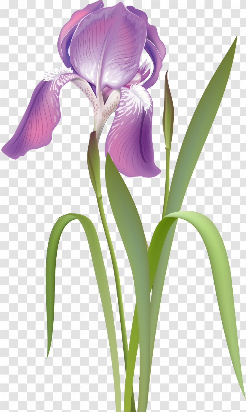 Irises Flower Plant Rhododendron - Iris Transparent PNG