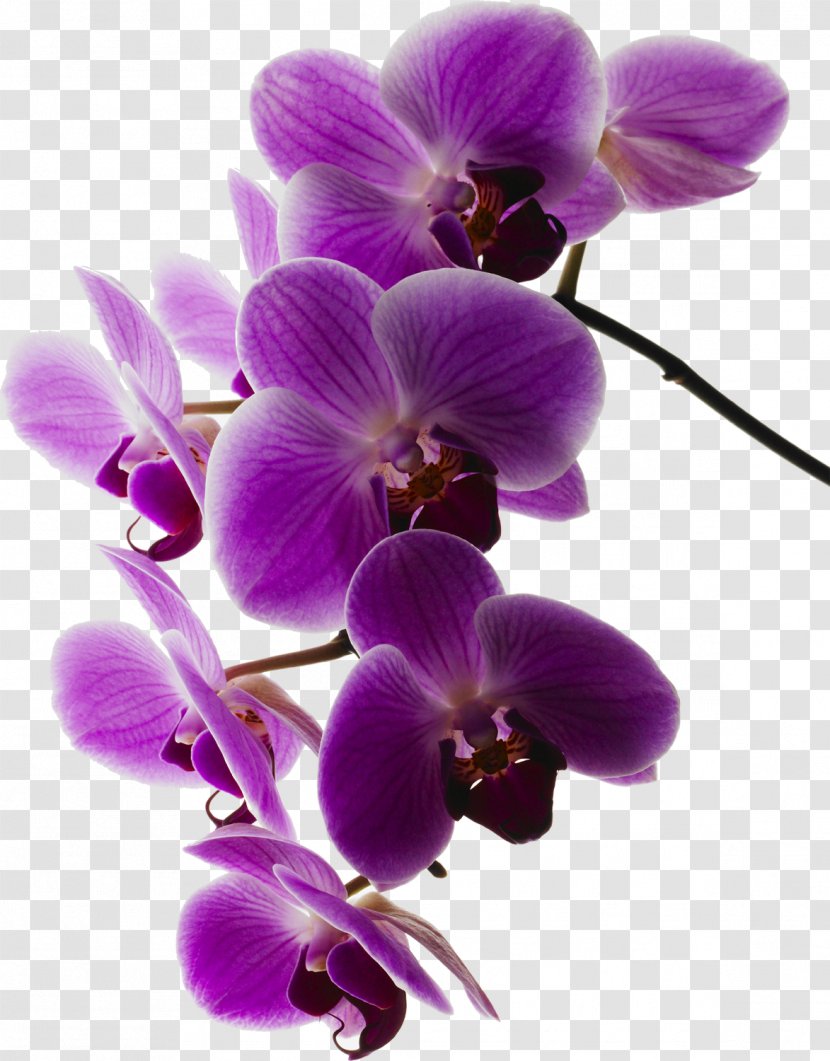 Moth Orchids Art.com - Orchid Frame Transparent PNG