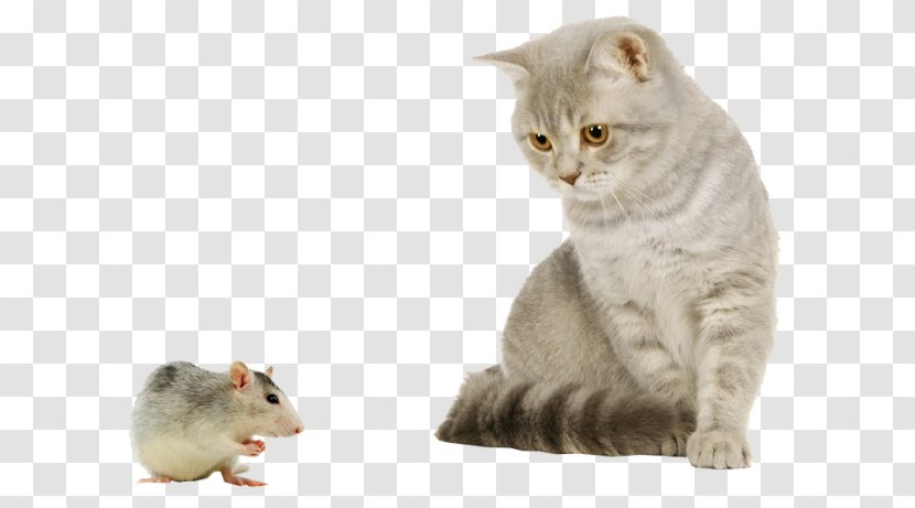 Cat House Mouse Puppy Kitten Dog - Small To Medium Sized Cats - With Transparent PNG