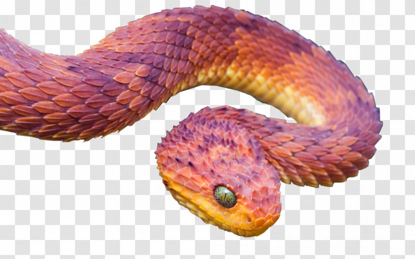 Snake Atheris Squamigera Hispida Chlorechis Reptile - Scaled Transparent PNG