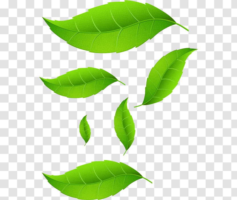Leaf Plant Stem - Hajj Transparent PNG