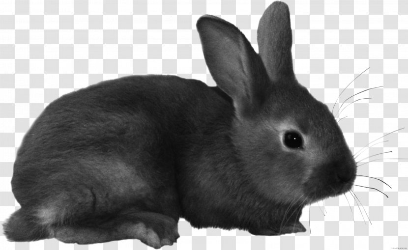 European Rabbit Domestic Clip Art Hare - Dwarf Transparent PNG