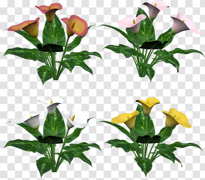 Flower Clip Art - Lilium - Plants Transparent PNG
