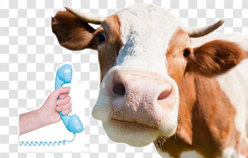 Holstein Friesian Cattle Jersey Milk Dairy Livestock - Farm Transparent PNG