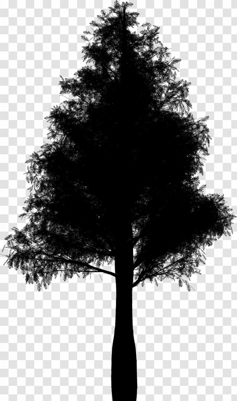 Fir Conifers Spruce Botany Tree - Lodgepole Pine - Evergreen Transparent PNG