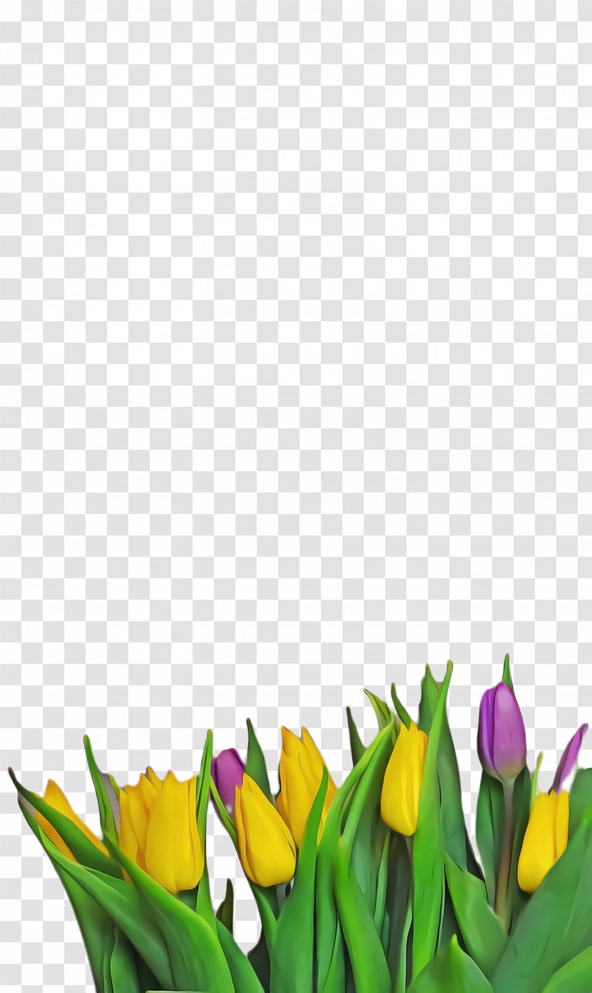 Lily Flower Cartoon - Yellow - Bud Crocus Transparent PNG