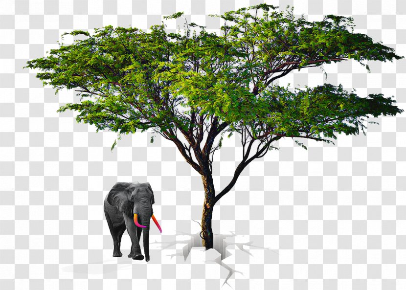African Tree - Indian Elephant - Branch Grass Transparent PNG