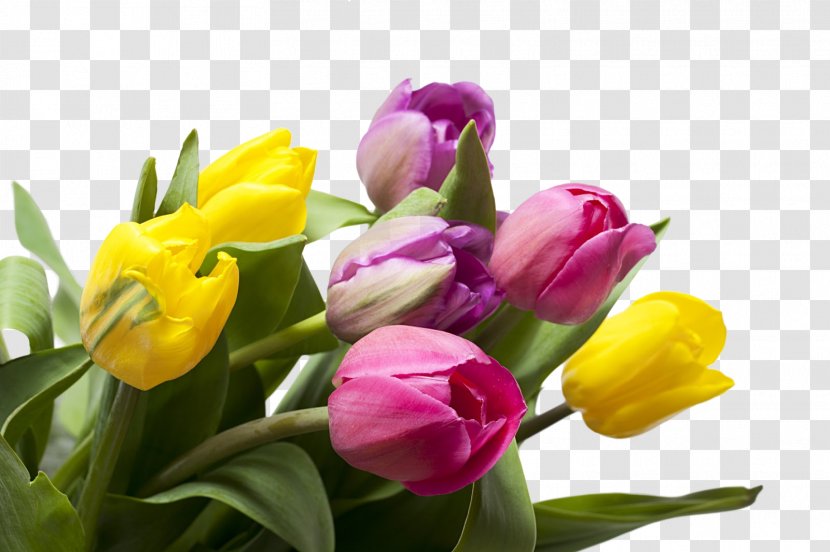 Tulip Holy Wednesday Blessing - Lily Family Transparent PNG