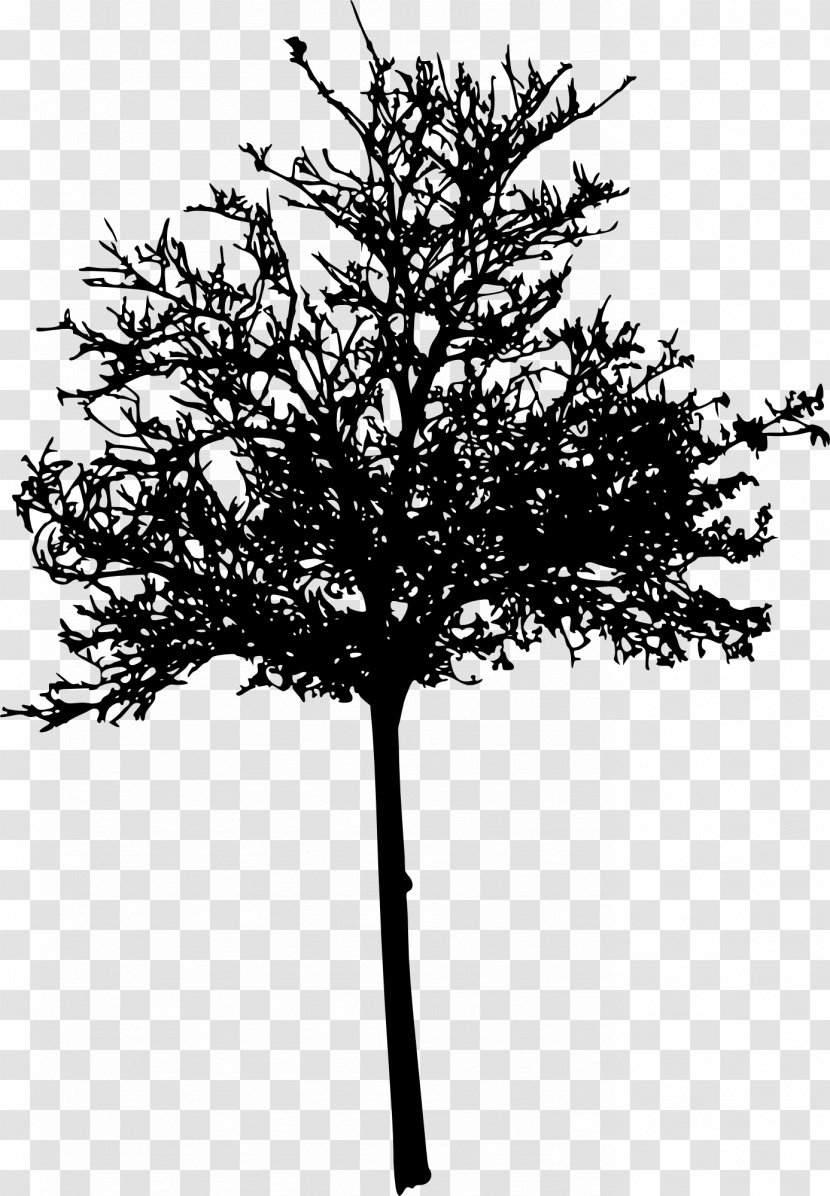 Wichita Tree Woody Plant Twig Silhouette - Photography Transparent PNG