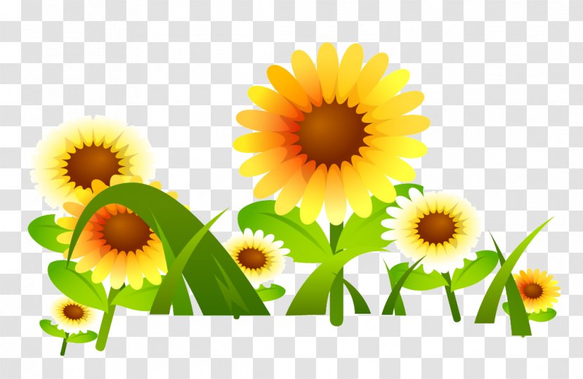 Common Sunflower Drawing - Yellow - Flower Transparent PNG