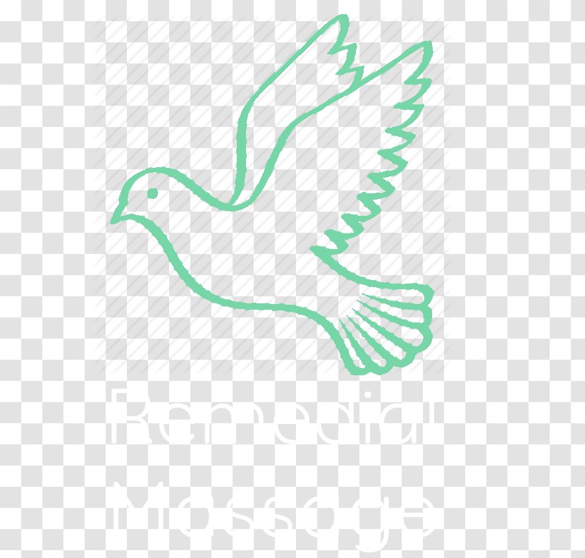 Columbidae Olive Branch Doves As Symbols Peace - Beak - Stress Is Harder Than You Are Transparent PNG