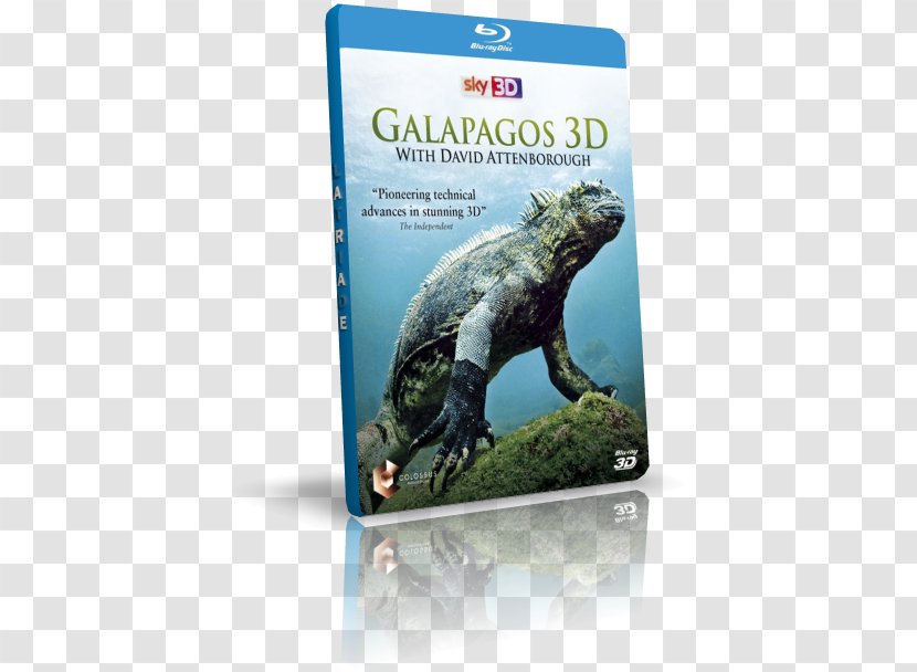 Reptile Galápagos Islands Fauna Ecosystem DVD Transparent PNG