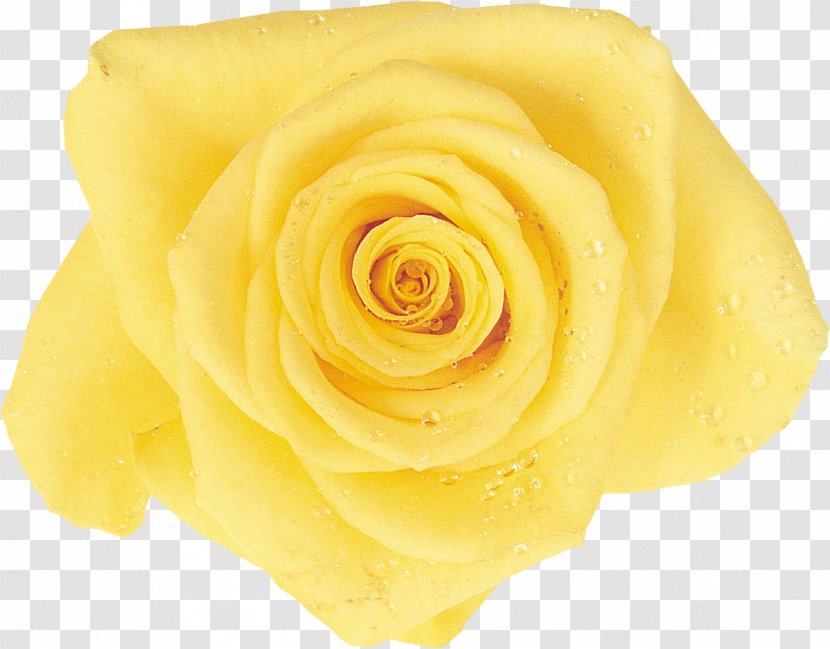 Garden Roses Cut Flowers Rosaceae - Rose - Yellow Transparent PNG