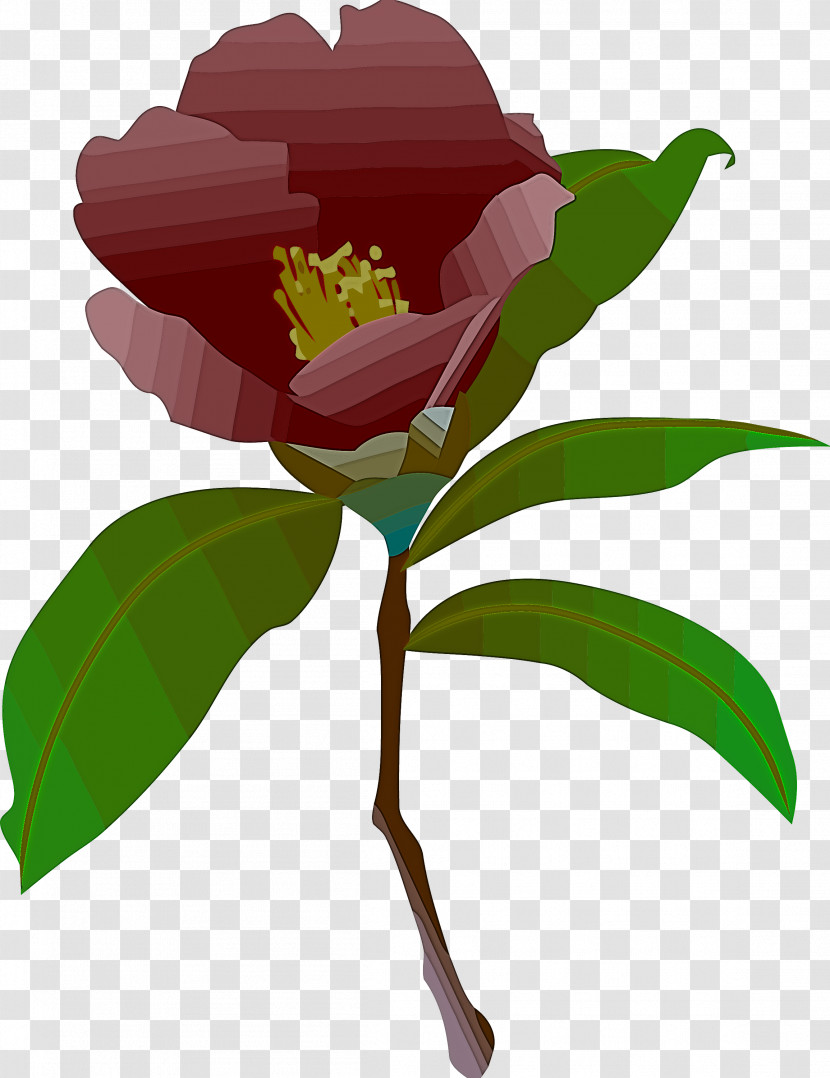 Flower Plant Common Peony Leaf Chinese Peony Transparent PNG