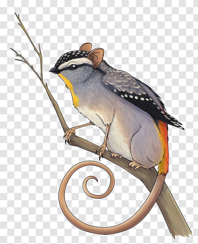 Bird Beak Honey Possum Spotted Pardalote Pardalotidae - Fauna Transparent PNG