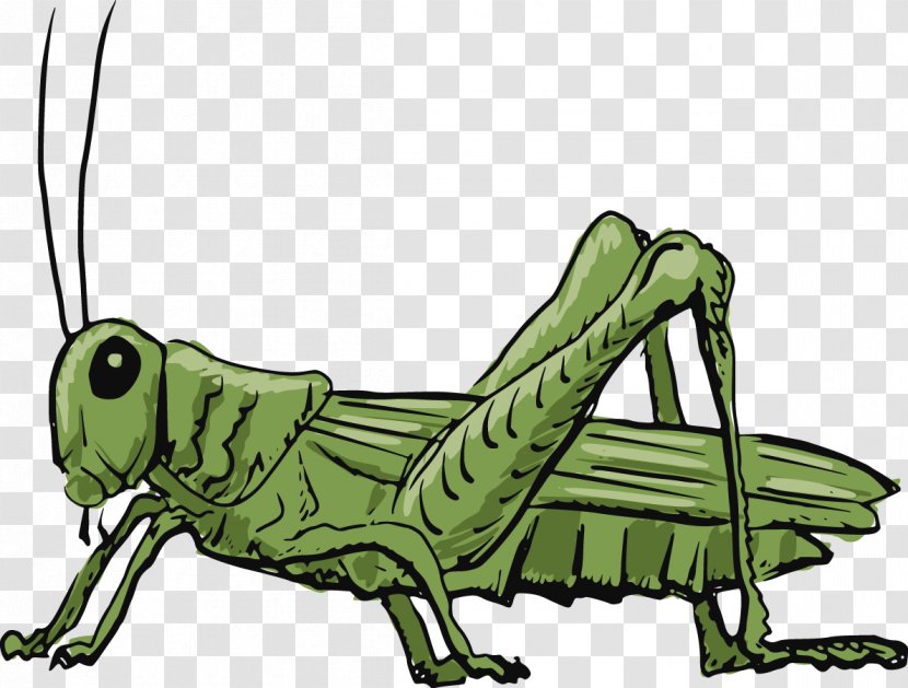 Grasshopper Clip Art - Vector Cricket Transparent PNG