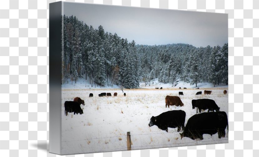 Cattle Snow Winter Tree Freezing - Dagens Nyheter - Grazing Transparent PNG