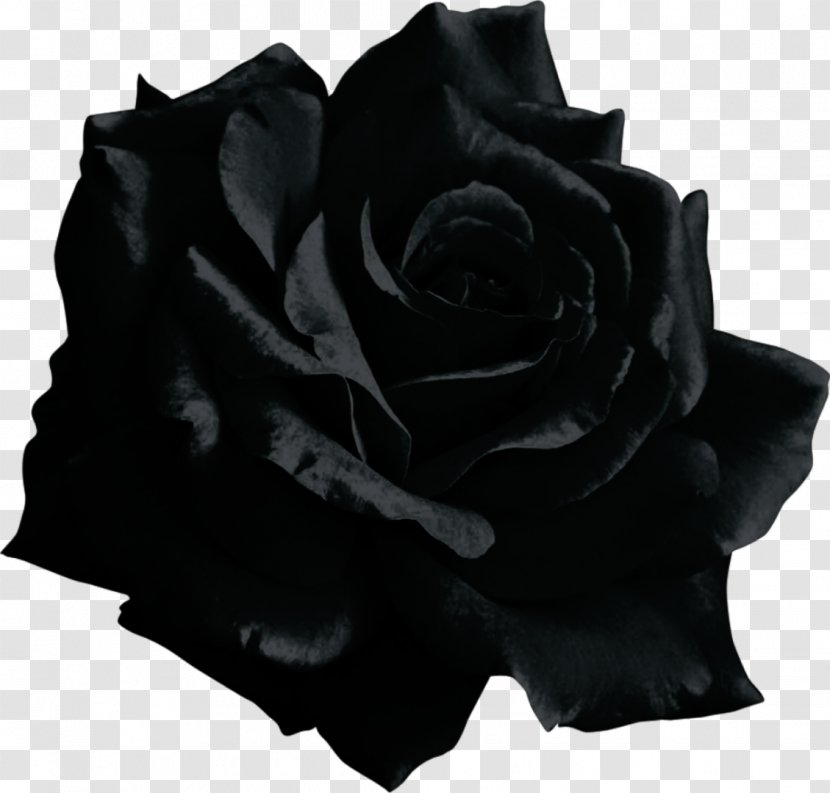 Black Rose Clip Art Image - Red - Transparent Background Target _blan Transparent PNG