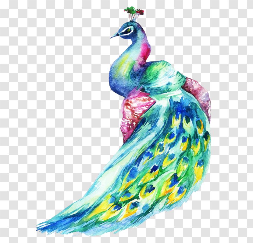 Iron-on Bird Peafowl Drawing - Art Transparent PNG