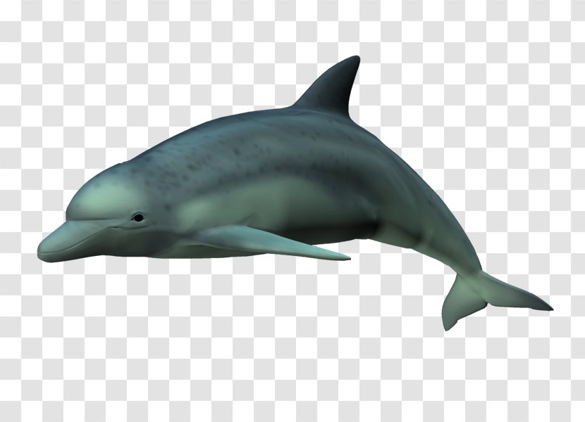 Spinner Dolphin Short-beaked Common Bottlenose Striped Rough-toothed - Short Beaked - Delfines Transparent PNG