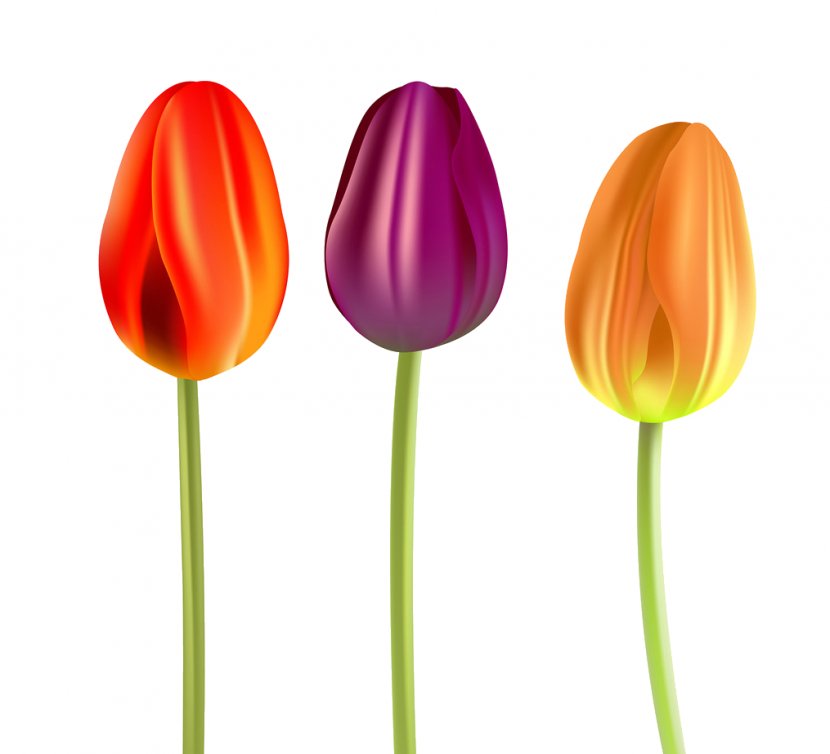 Tulip Flower Petal Plant Stem Transparent PNG