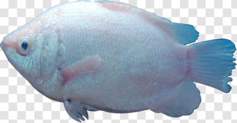Fish Gill Marine Biology Sea - Fauna - Fishes Transparent PNG