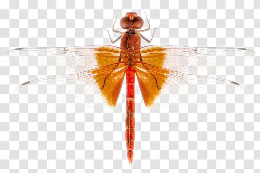 Scarlet Dragonfly Insect Stock Photography - Dragonflies And Damseflies Transparent PNG