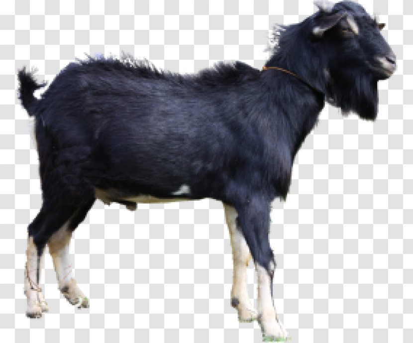 Jamnapari Goat Boer Ahuntz Kalahari Red Cattle - Goats - Sheep Transparent PNG