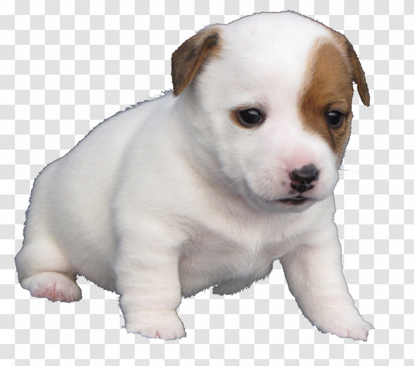 Quil Ceda Veterinary Clinic Jack Russell Terrier Dog Breed Puppy Transparent PNG
