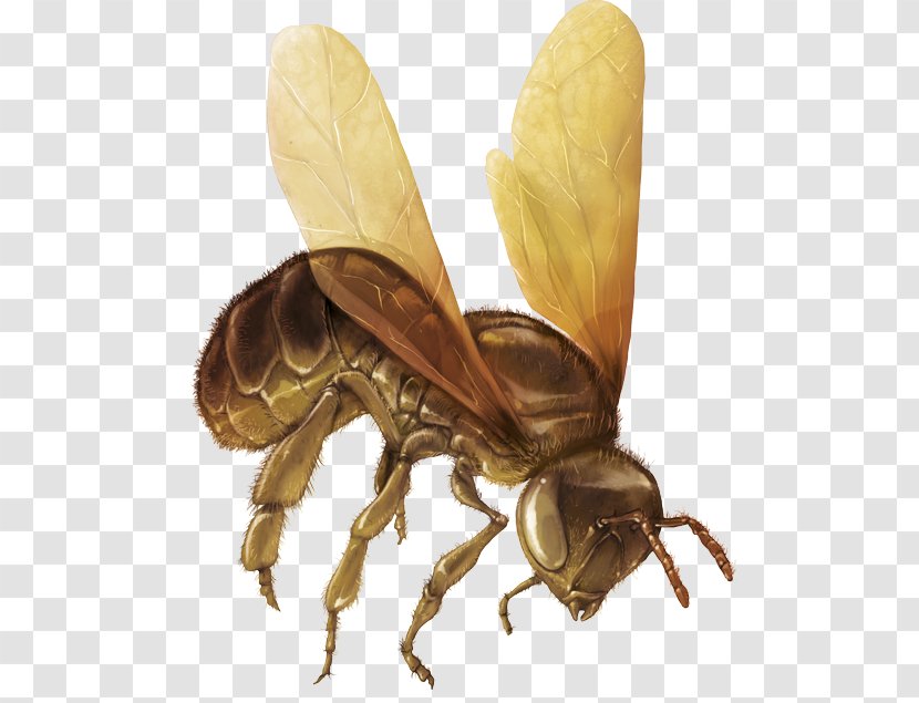 Honey Bee Hornet Pollinator Insect - Pest Transparent PNG