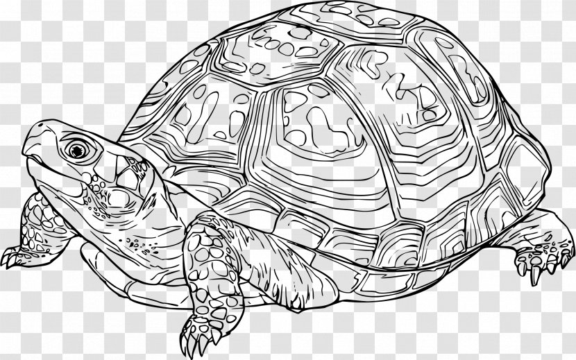Turtle Drawing Line Art Reptile Clip - Box - Snapping Hawksbill Sea Transparent PNG