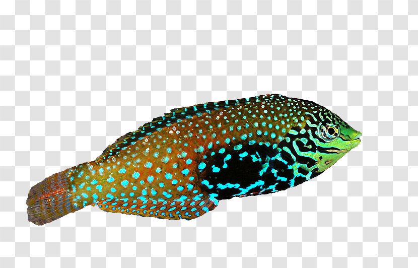 Fish Cartoon - Triggerfish - Parrotfish Transparent PNG