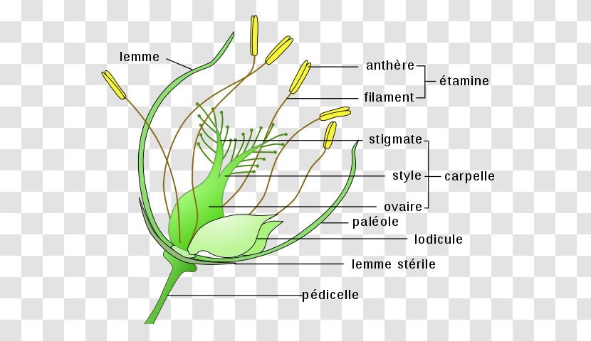 Perianth Flower Pollination Anatomy Ovary - Definition - Rice Grains Transparent PNG