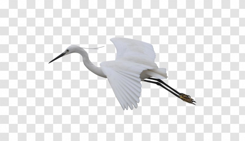 Cygnini Bird Crane Feather Beak - Wing - Flying Transparent PNG