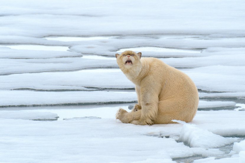 Polar Bear Arctic Dog Cat - Carnivoran Transparent PNG