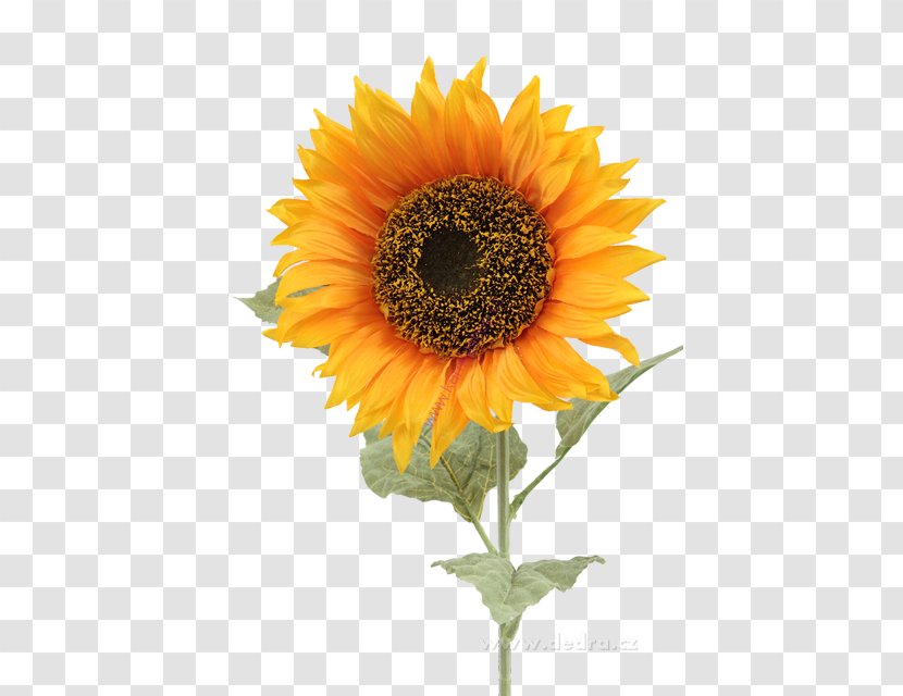 Common Sunflower Vase Ceramic Artificial Flower - Plate Transparent PNG