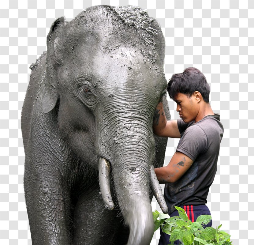 Elephant Nature Park African Chiang Mai Indian - Organism - Thai Transparent PNG