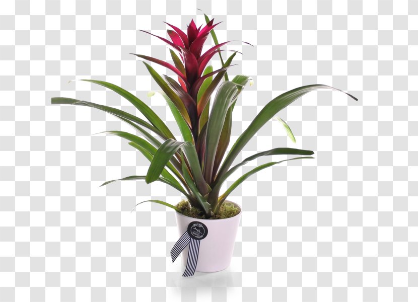 Bromelia Houseplant Rosette Guzmania Lingulata - Inflorescence - Plant Transparent PNG