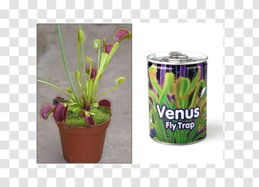 Venus Flytrap Carnivorous Plant Pitcher - Grass - Fly Transparent PNG