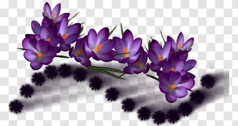 Flower Violet Color Purple - Flora Transparent PNG