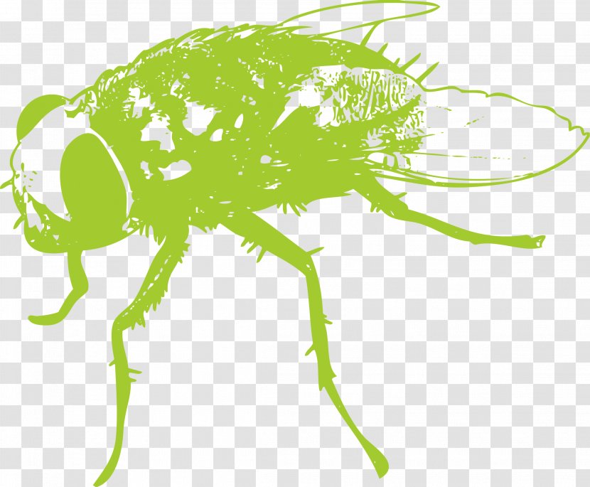 Fly Insect Wing Clip Art - Green - Flies Transparent PNG