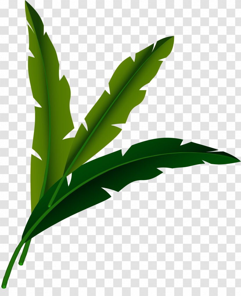 Green Google Images Download - Green, Fresh Grass Transparent PNG