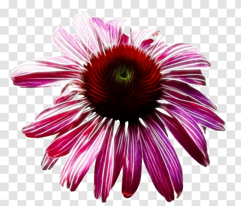 Pink Flowers Background - Coneflower - Ice Plant Family Gazania Transparent PNG