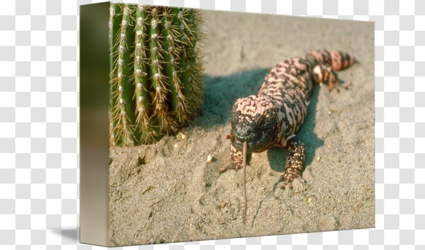 Mexican Beaded Lizard Gila Monster Reptile Snake Transparent PNG