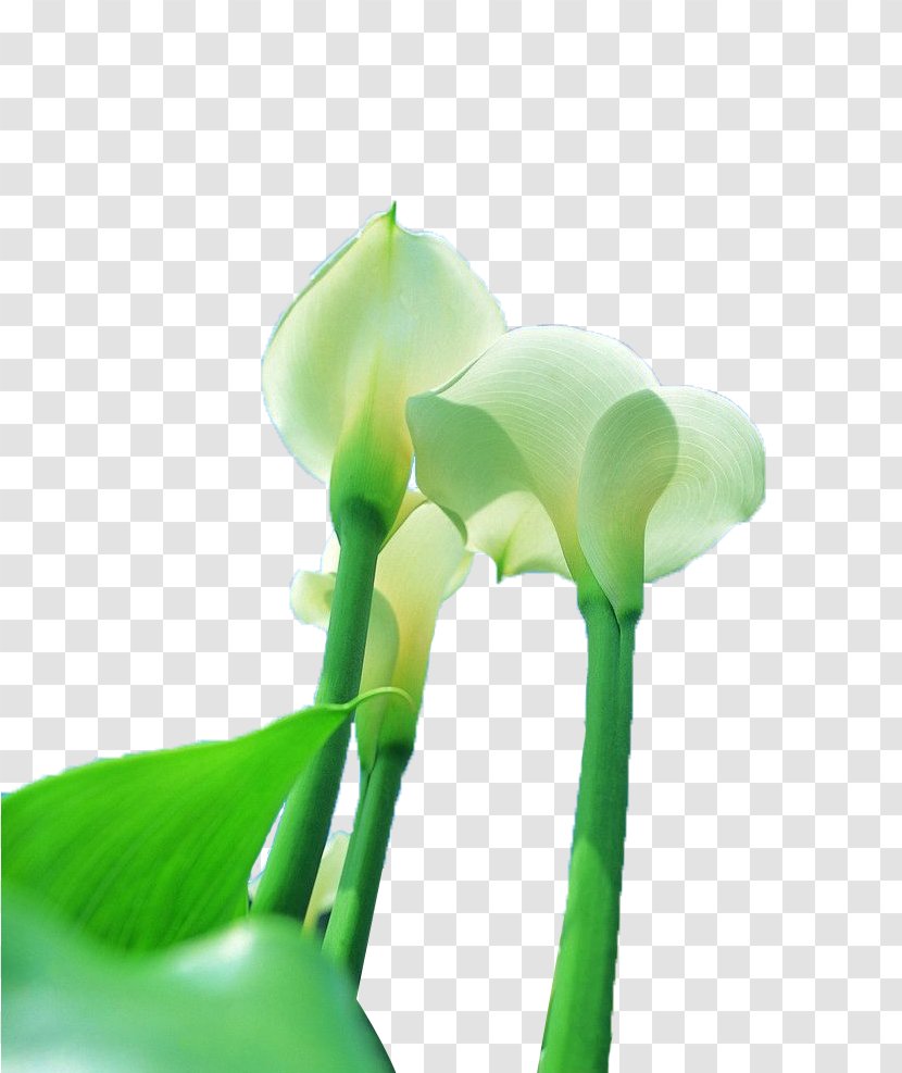 Arum-lily Callalily - Arumlily - White Horseshoe Lynch Looked Up At Photography Transparent PNG