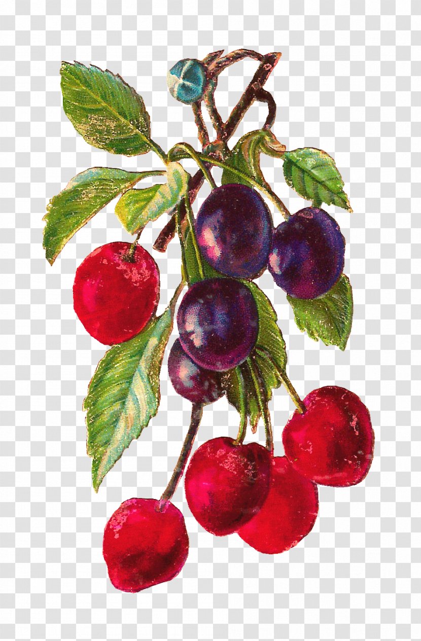 Cherry Fruit Clip Art - Branch - Botanical Transparent PNG