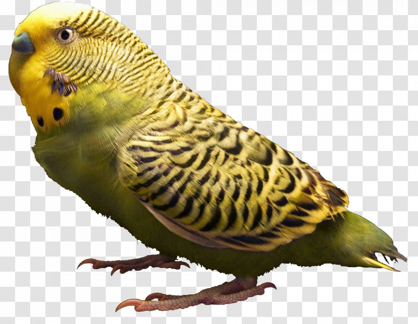 Budgerigar Bird Parrot Parakeet Pet - Wing - Fille Transparent PNG