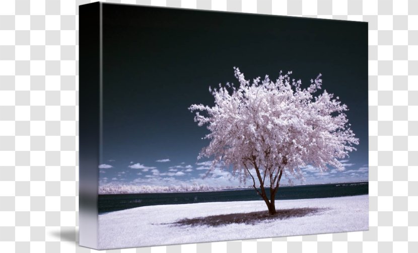 Infrared Photography Art Digital - Winter Summer Transparent PNG