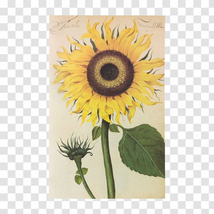 Hortus Amoenissimus : Omnigenis Floribus, Plantis, Stirpibus... Common Sunflower Aboca Museum Fine Paper - Painter - Flower Transparent PNG